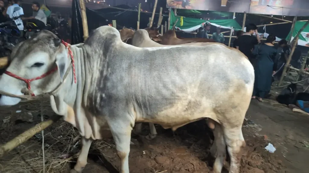 কাদামাখা কালশী হাটে নীরবতা, ক্রেতা সংকটে কপালে ভাঁজ বিক্রেতাদের
